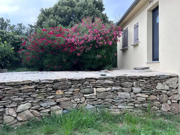 Maison en pierre et lauriers-roses au Cap Corse